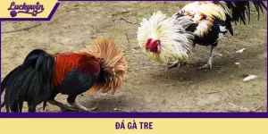 đá gà tre