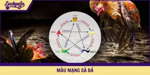 màu mạng gà đá